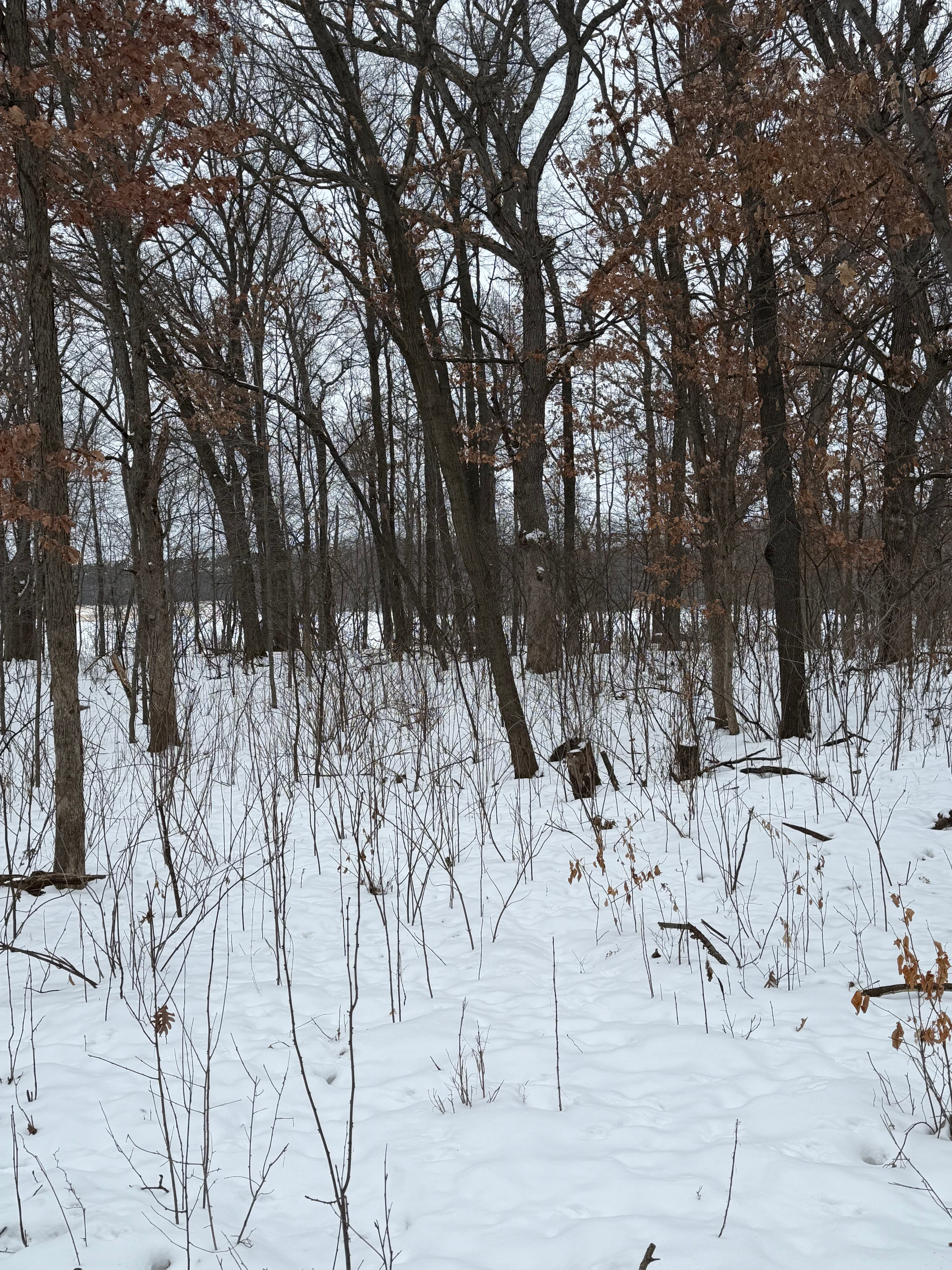 Project Brush Clearing in Anoka County image