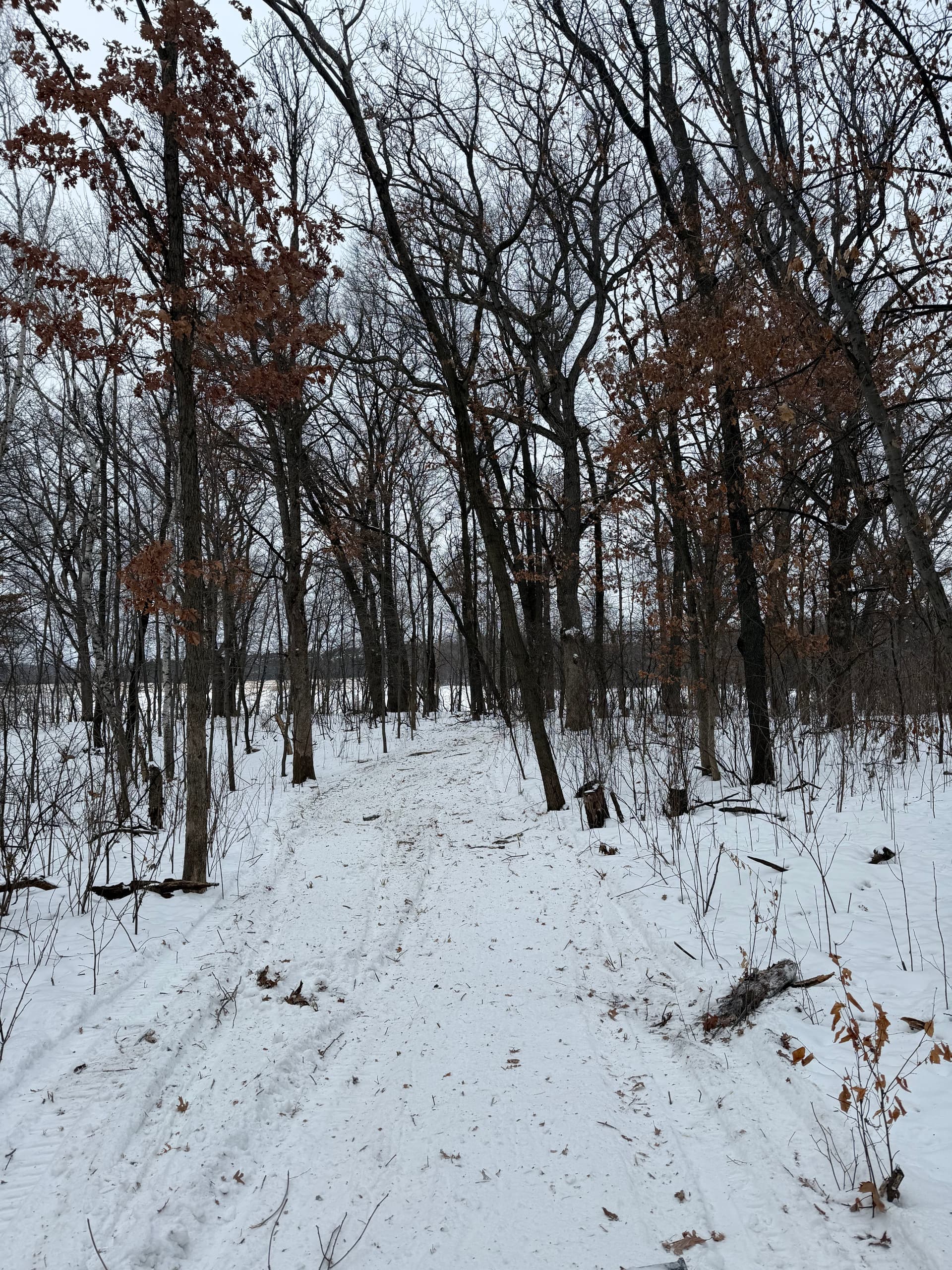 Brush Clearing in Anoka County