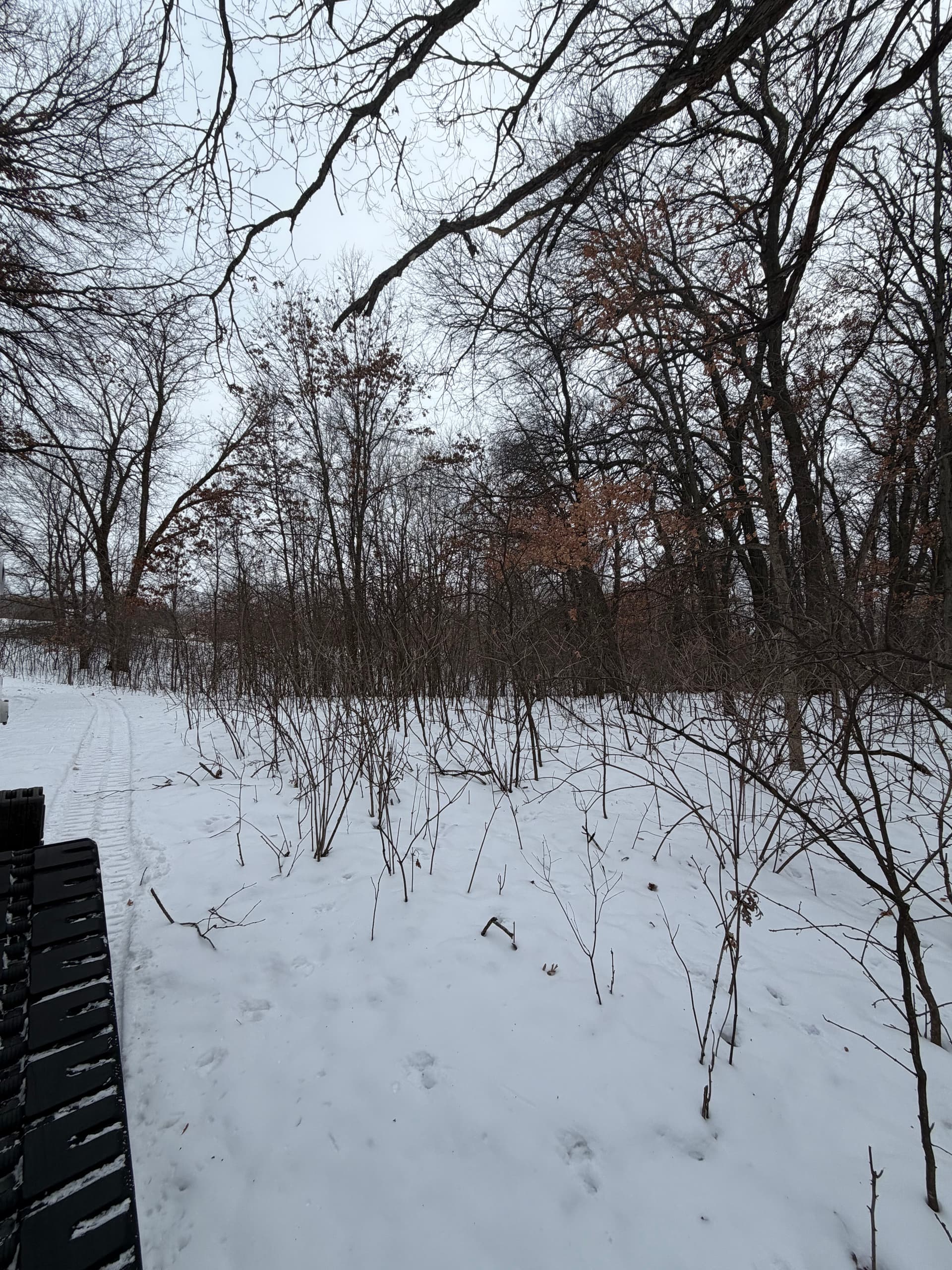 Essential Winter Brush Clearing for Wildlife Habitat
