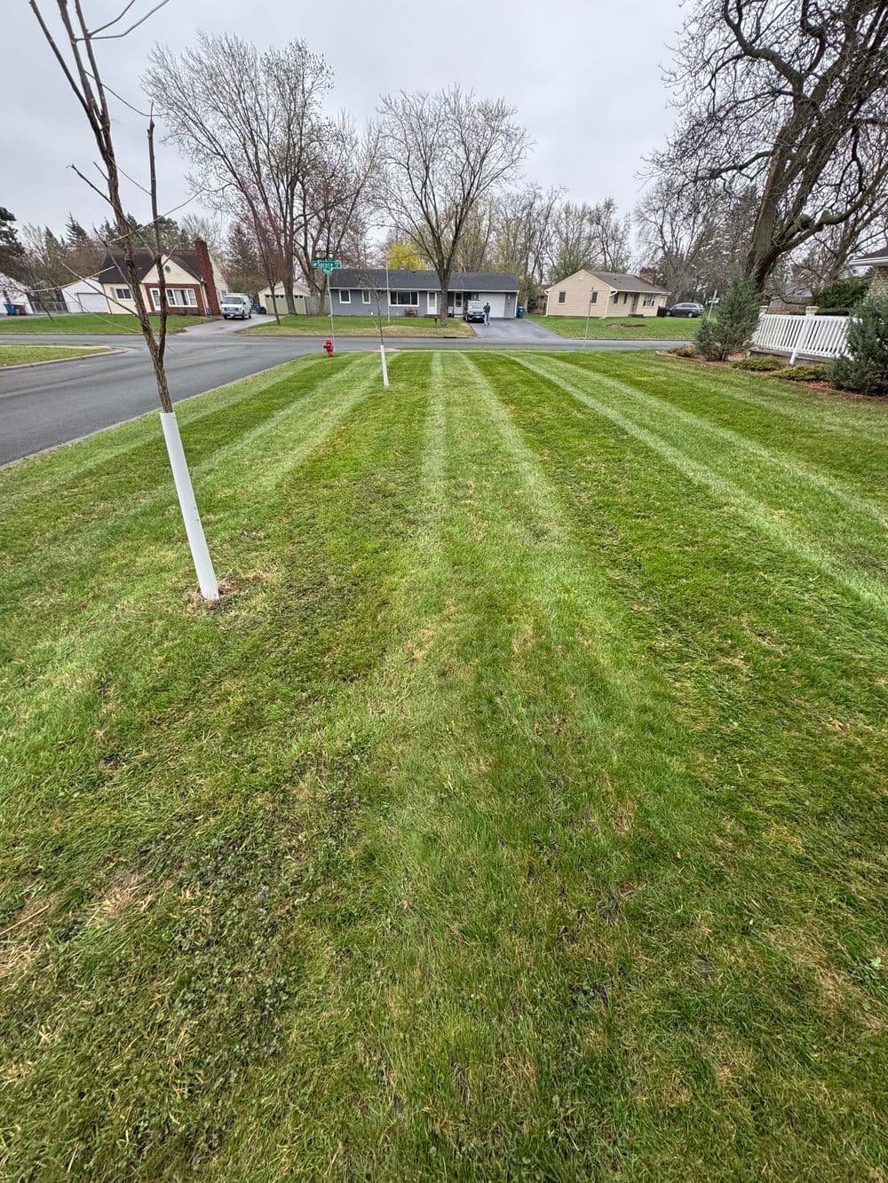 Well-manicured lawn with neat stripes, showcasing fresh green grass and suburban homes in background.
