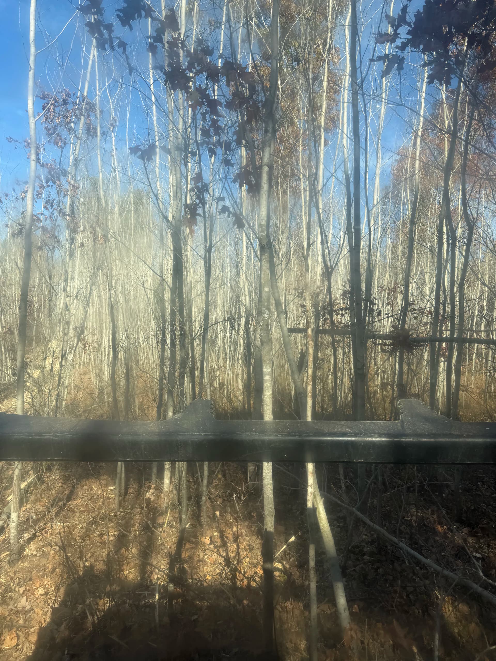 Gallery photos for Forestry Mulching Clears Cabin Site and Trails in Danbury Wisconsin: Image #3