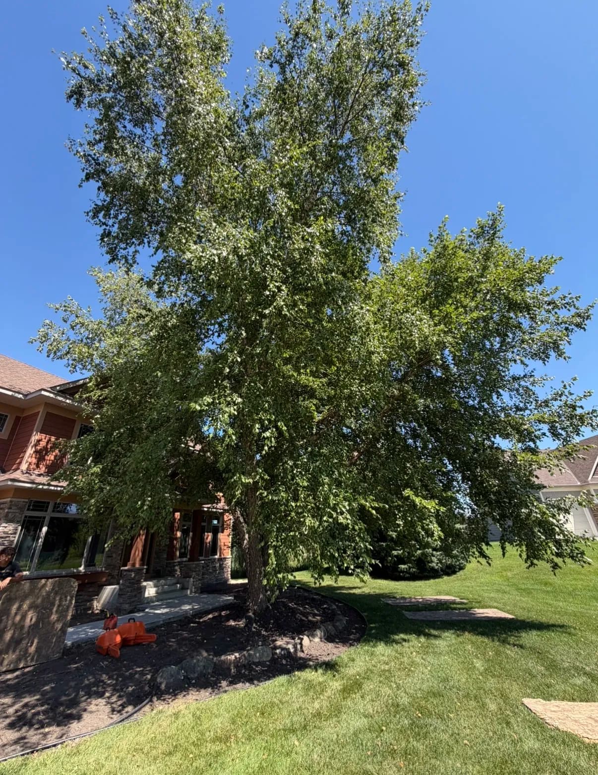 Gallery photos for Large Tree Removal Right Next to a Home in Dellwood MN: Image #1