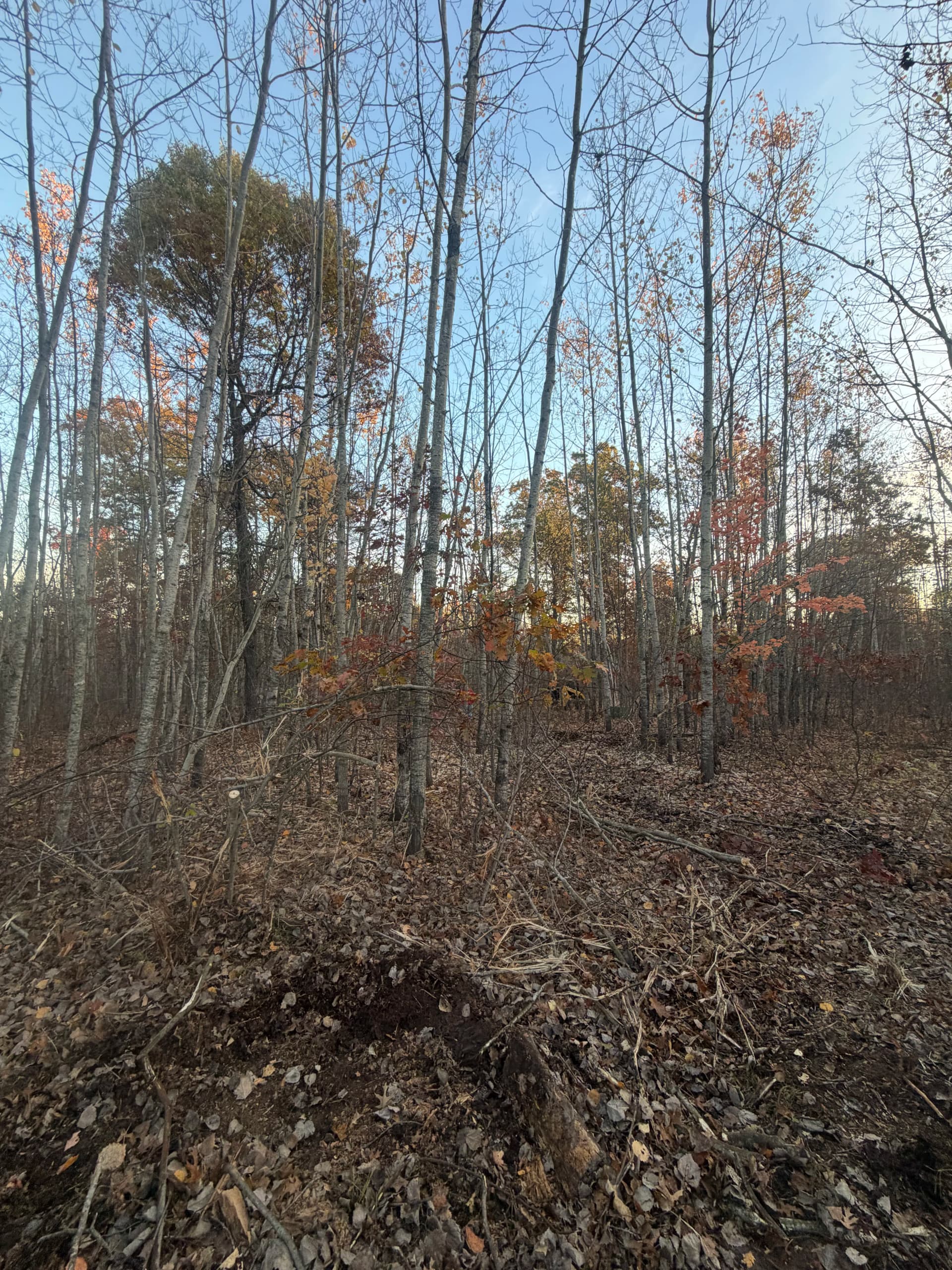 Gallery photos for Forestry Mulching Clears Cabin Site and Trails in Danbury Wisconsin: Image #5