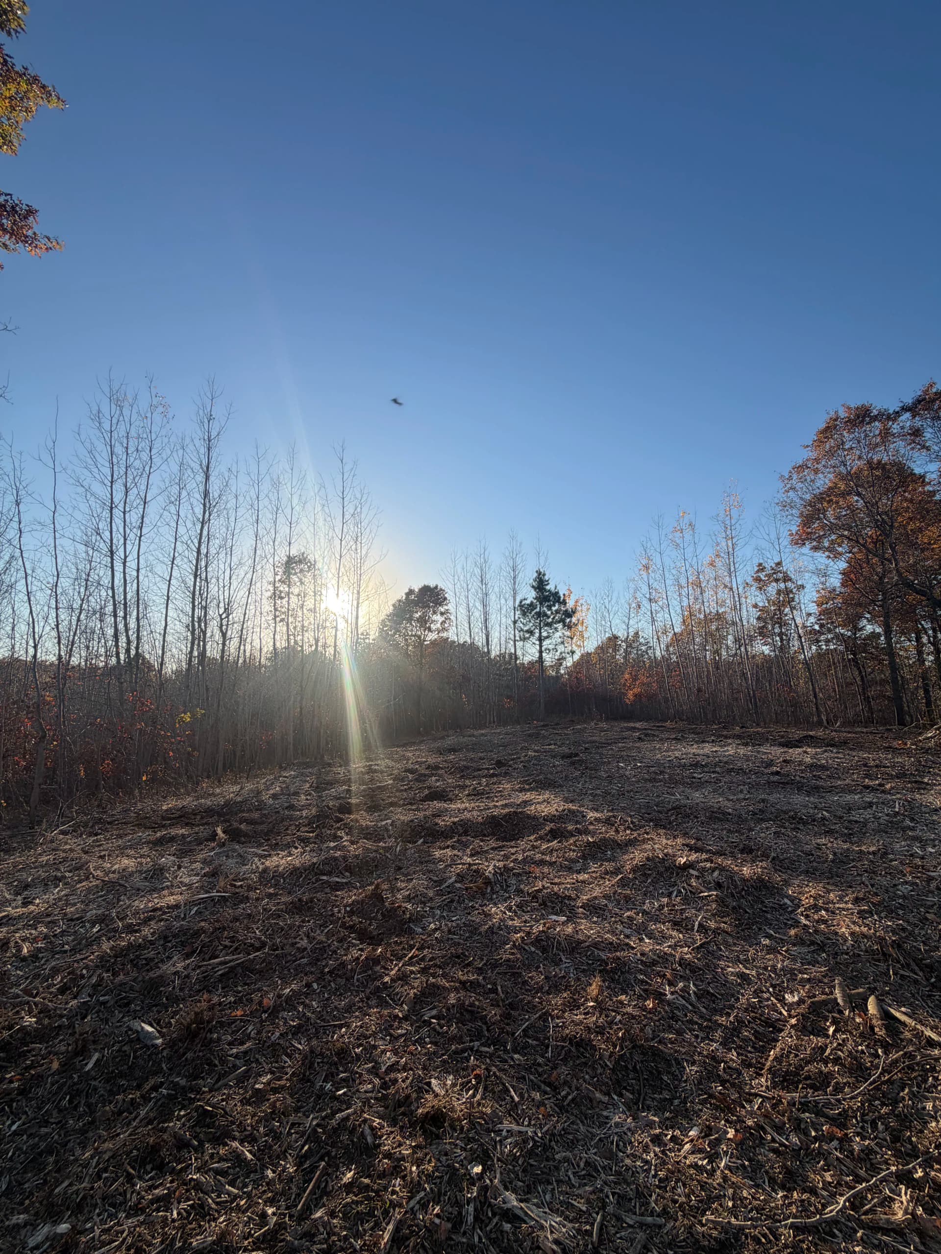 Gallery photos for Forestry Mulching Clears Cabin Site and Trails in Danbury Wisconsin: Image #4