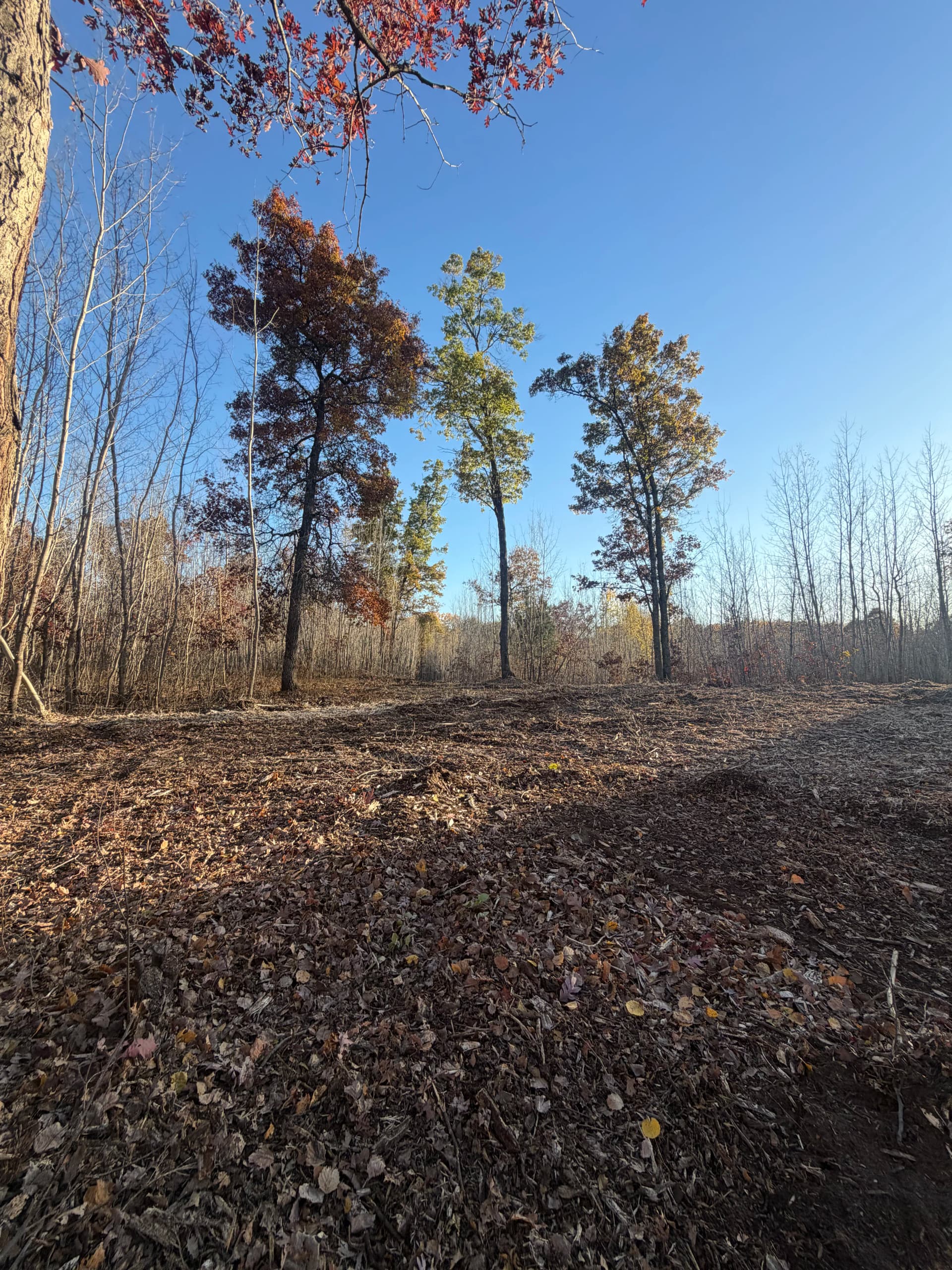 Gallery photos for Forestry Mulching Clears Cabin Site and Trails in Danbury Wisconsin: Image #2