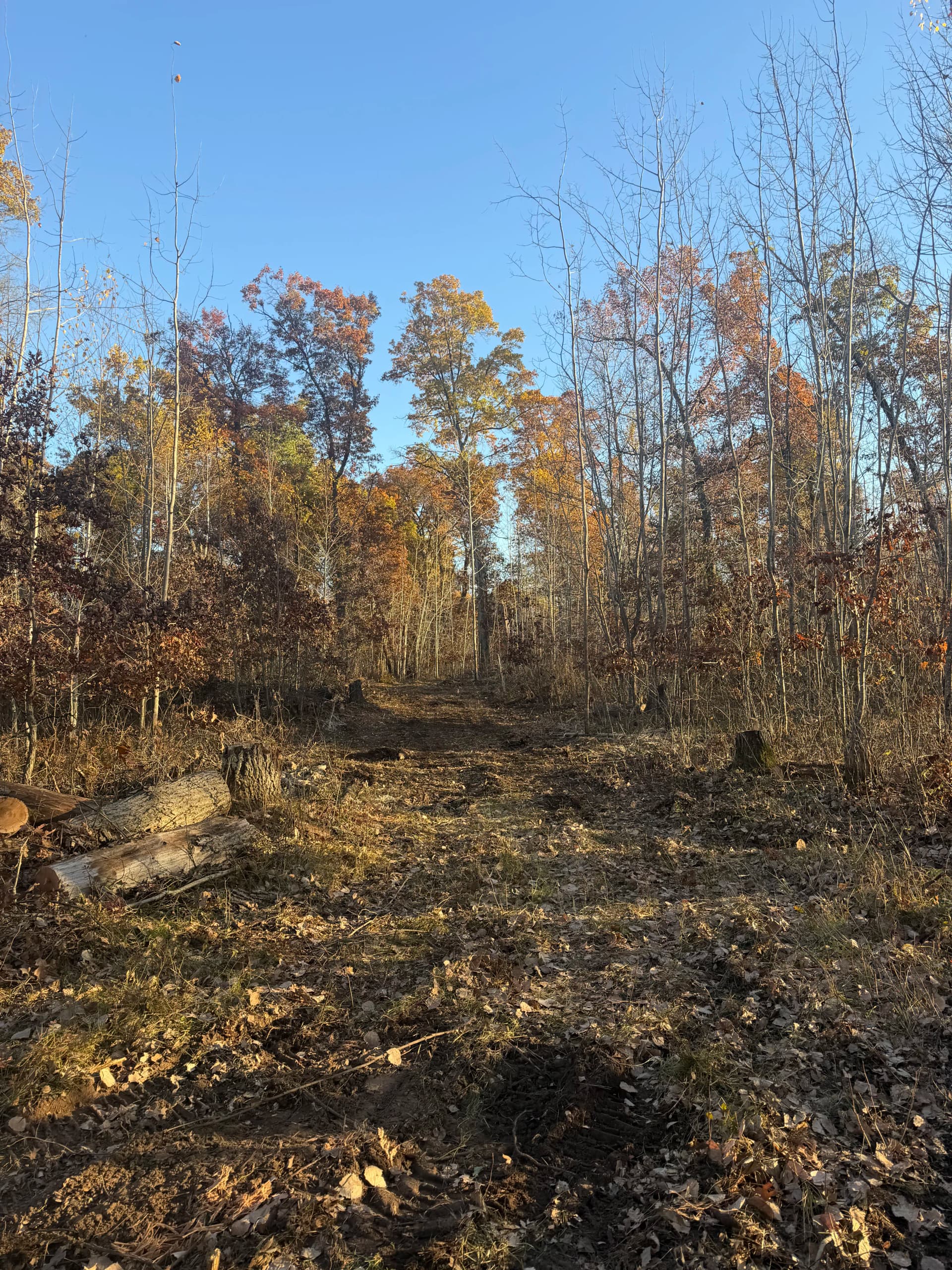 Gallery photos for Forestry Mulching Clears Cabin Site and Trails in Danbury Wisconsin: Image #6