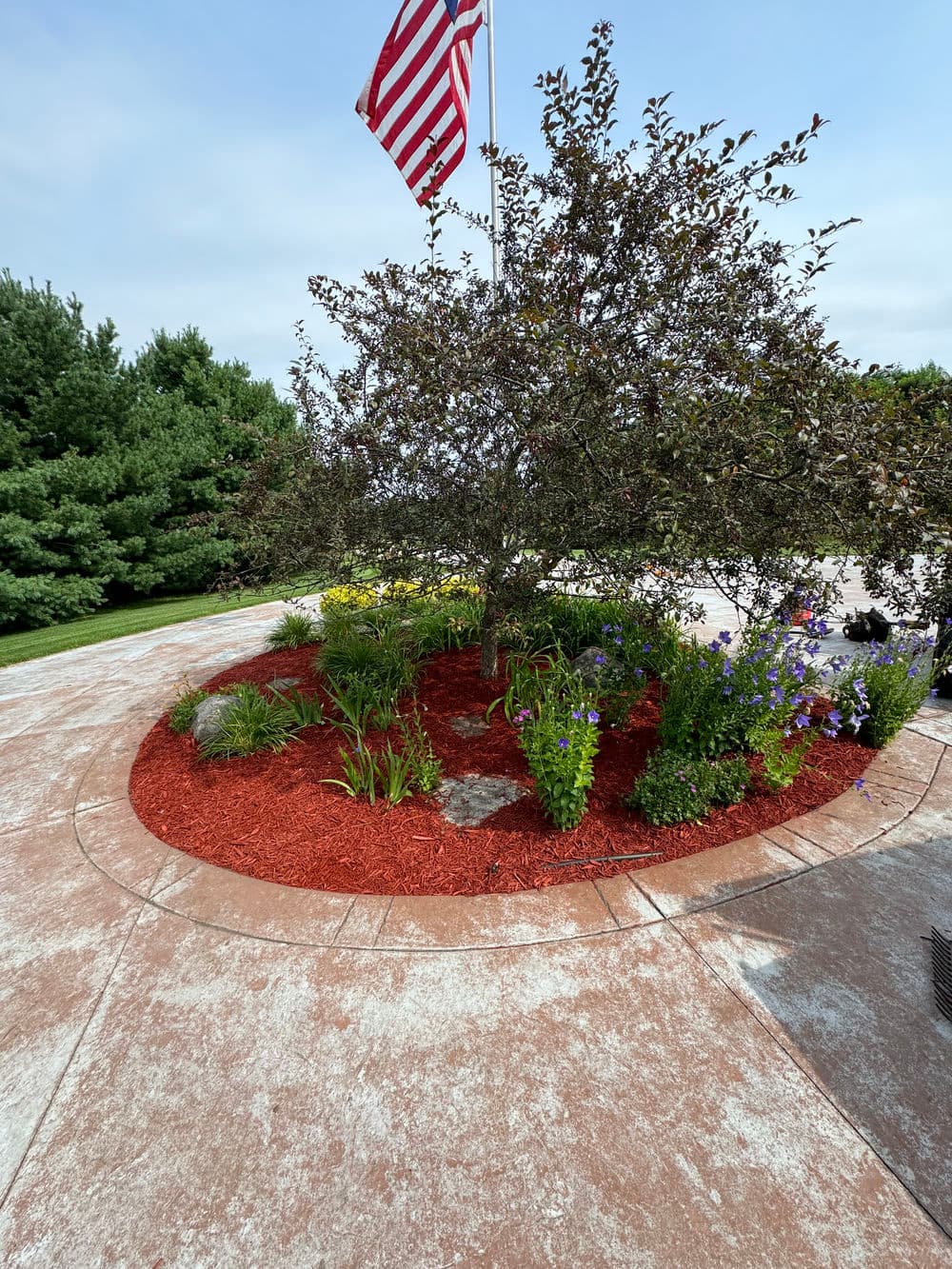 Flowerbed with colorful blooms and red mulch under an American flag near a tree.