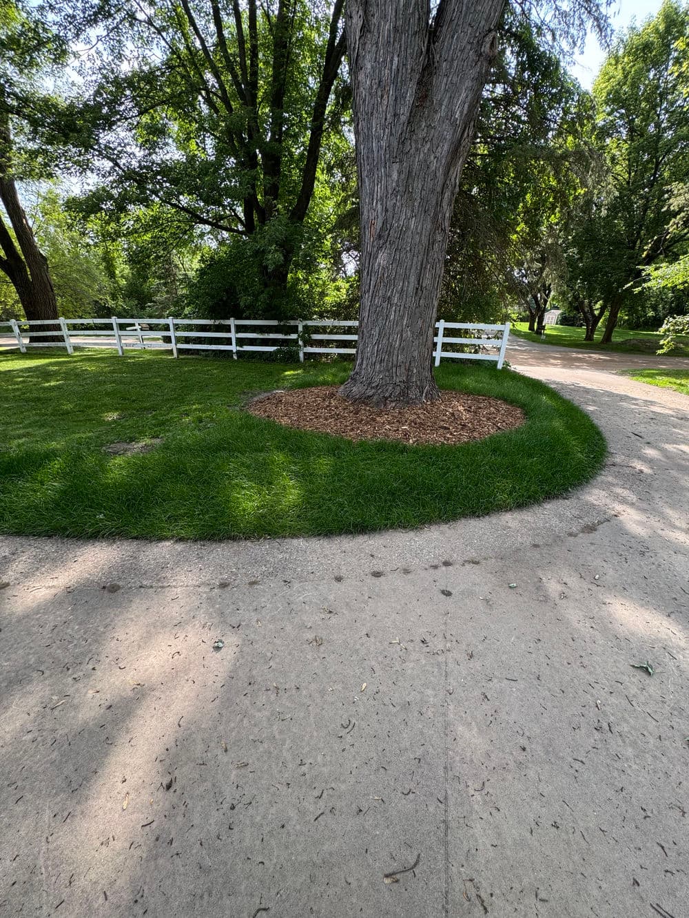 Tree with mulch near a pathway in a park, surrounded by green grass and a white fence.